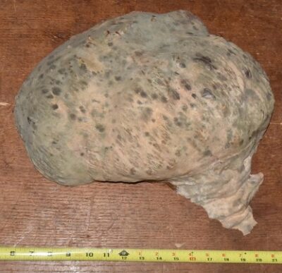 Black Box Burl 2789.BURL.033