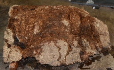 Black Box Burl B020216