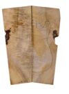 Myrtle (American) GuitarSolidBodyTopATC L18938.G.372