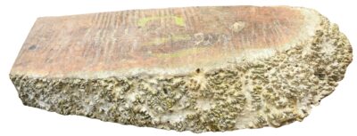 Black Box Burl 2983.BURL.002