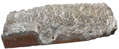 Black Box Burl 2983.BURL.004