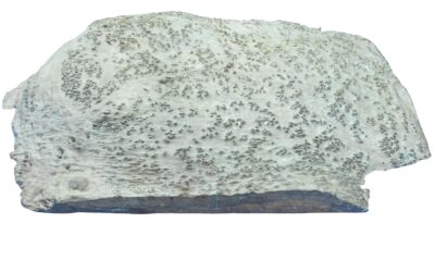 Red Coolibah Burl 2983.BURL.078