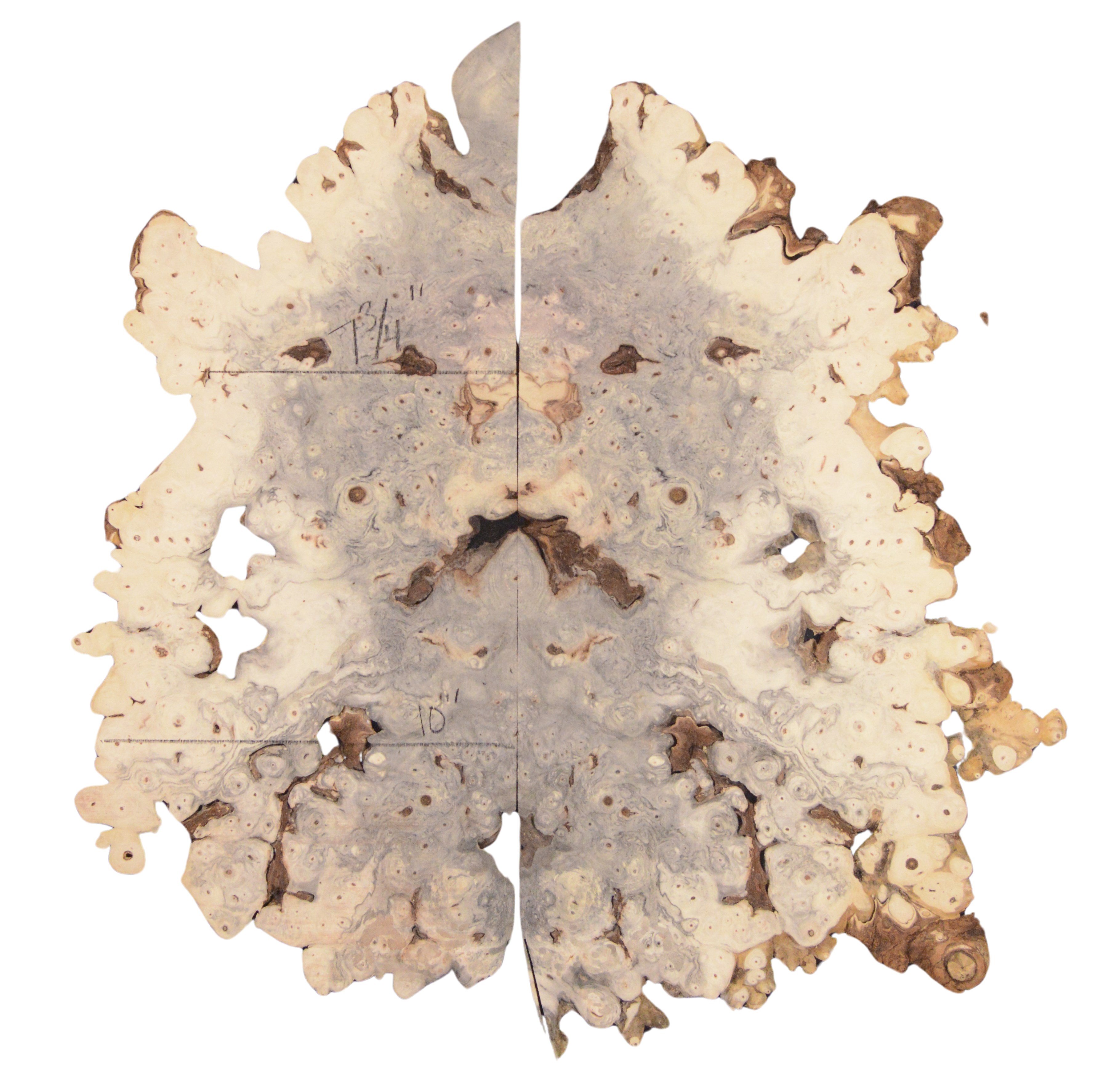 Buckeye GuitarSolidBodyTopATC BEB.G.002