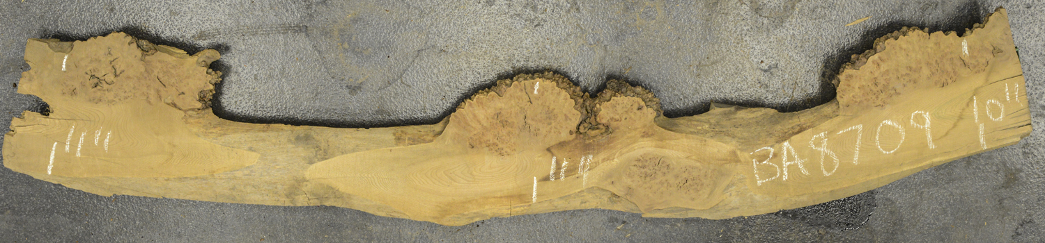 Elm (English Wych) Board BA8709