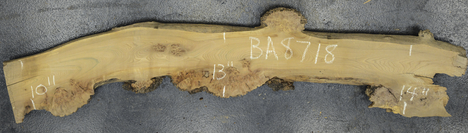 Elm (English Wych) Board BA8718