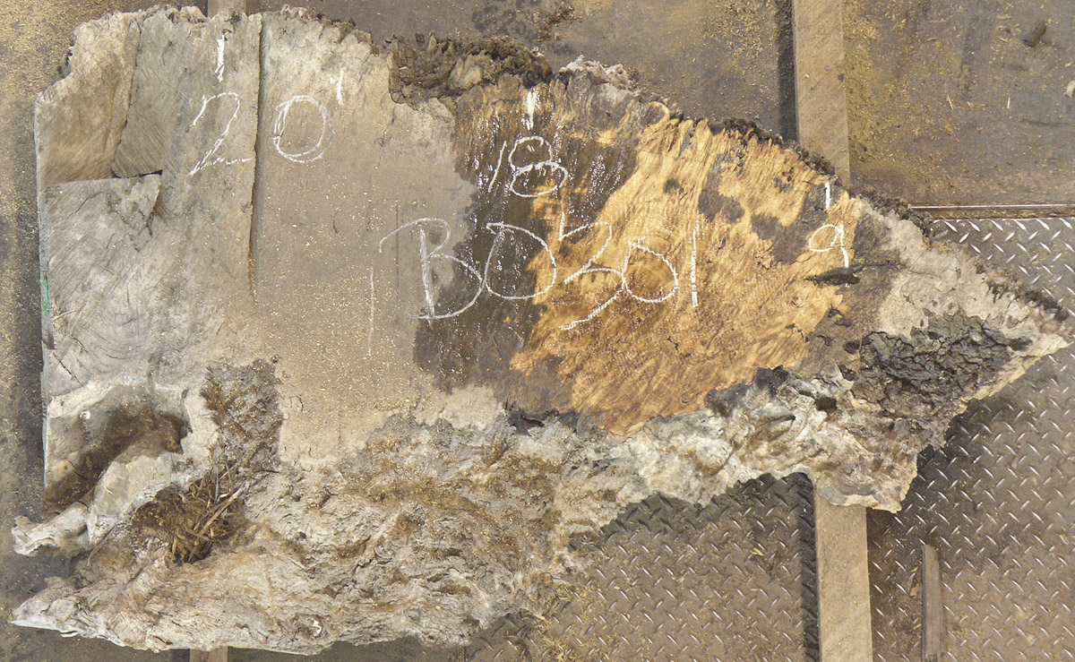 Oak (European) Board BB0301