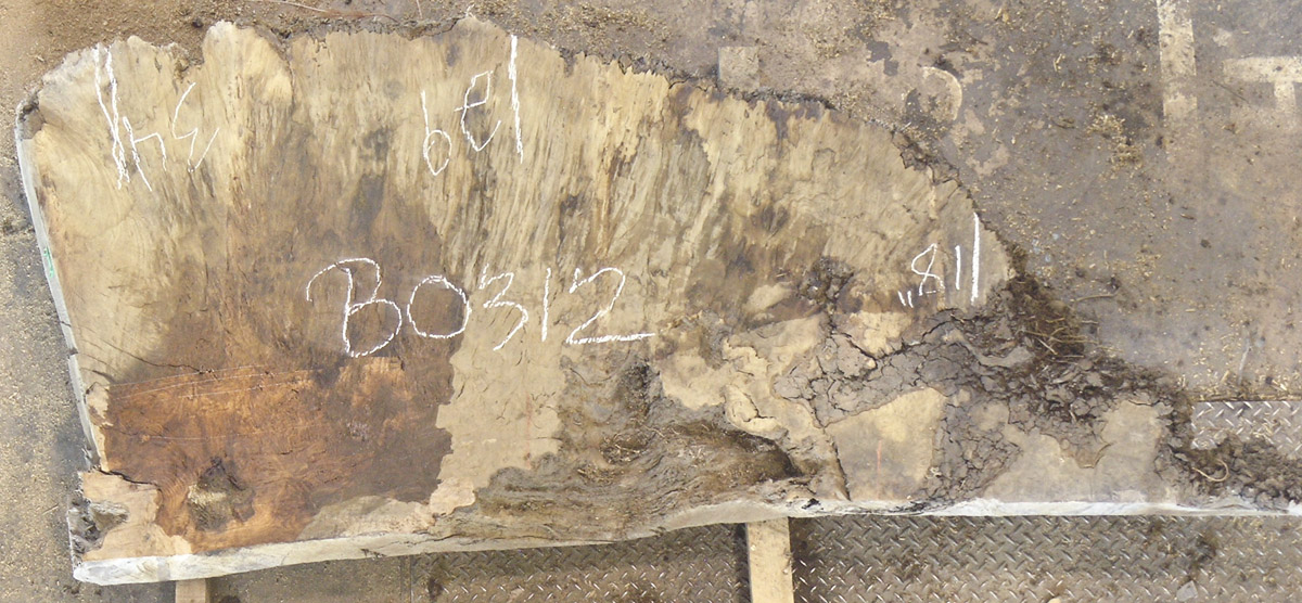 Oak (European) Board BB0312