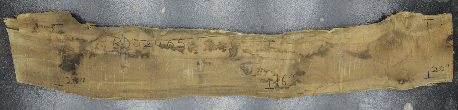 Myrtle (American) Board BD02465