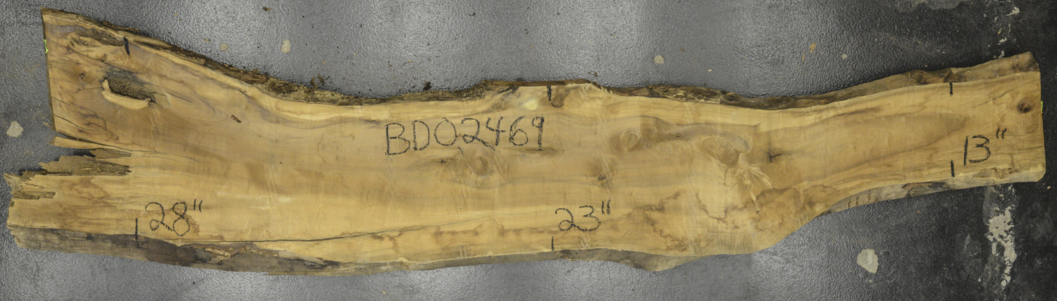 Myrtle (American) Board BD02469