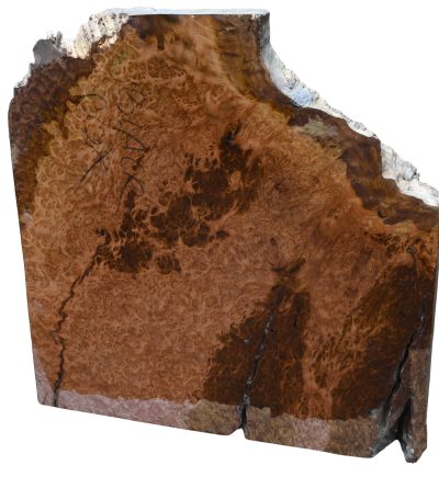 Black Box Burl 2983.BURL.037