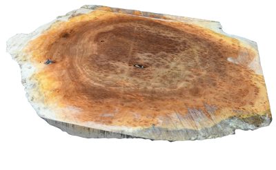Red Coolibah Burl 2983.BURL.078