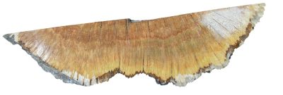 Black Box Burl 2983.BURL.089