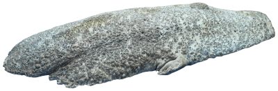 Black Box Burl 2983.BURL.099