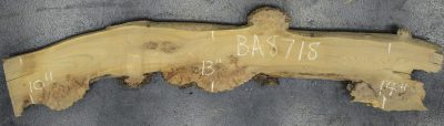 Elm (English Wych) Board BA8718