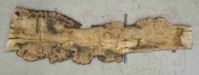 Elm (English Wych) Board BA7601