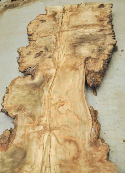 Elm (English Wych) Board BA7601