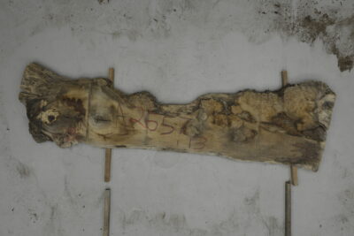 Elm (English Wych) Board BA2657