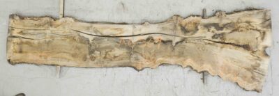 Elm (English Wych) Board BA6569