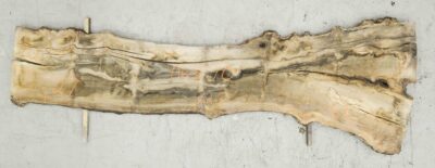 Elm (English Wych) Board BA6570