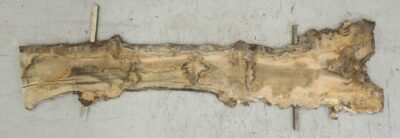 Elm (English Wych) Board BA6572
