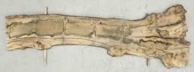 Elm (English Wych) Board BA6574