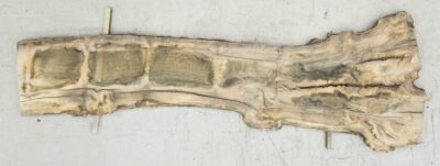 Elm (English Wych) Board BA6575