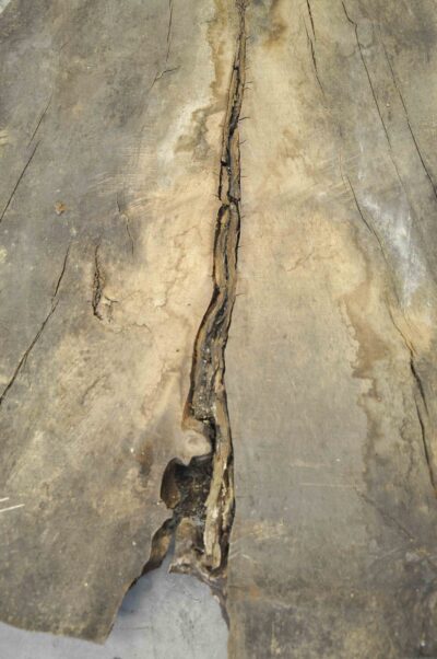 Elm (English Wych) Board BA6576