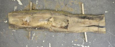 Elm (English Wych) Board BA7499