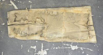 Elm (English Wych) Board BA7503