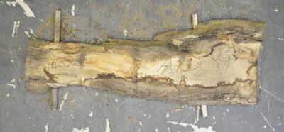 Elm (English Wych) Board BA7509