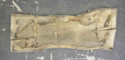 Elm (English Wych) Board BA7513