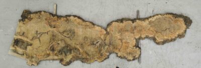Elm (English Wych) Board BA7597