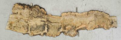 Elm (English Wych) Board BA7599