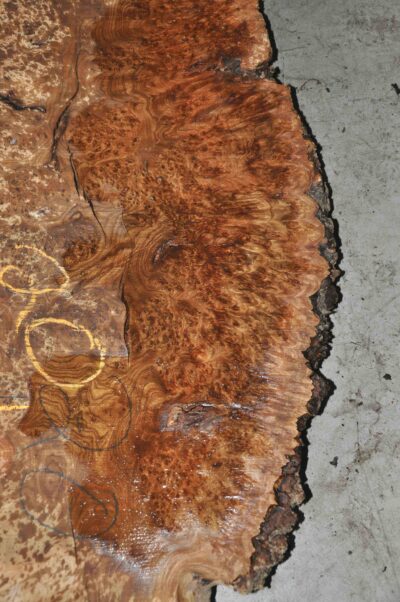 Elm (English Wych) Board BA7599