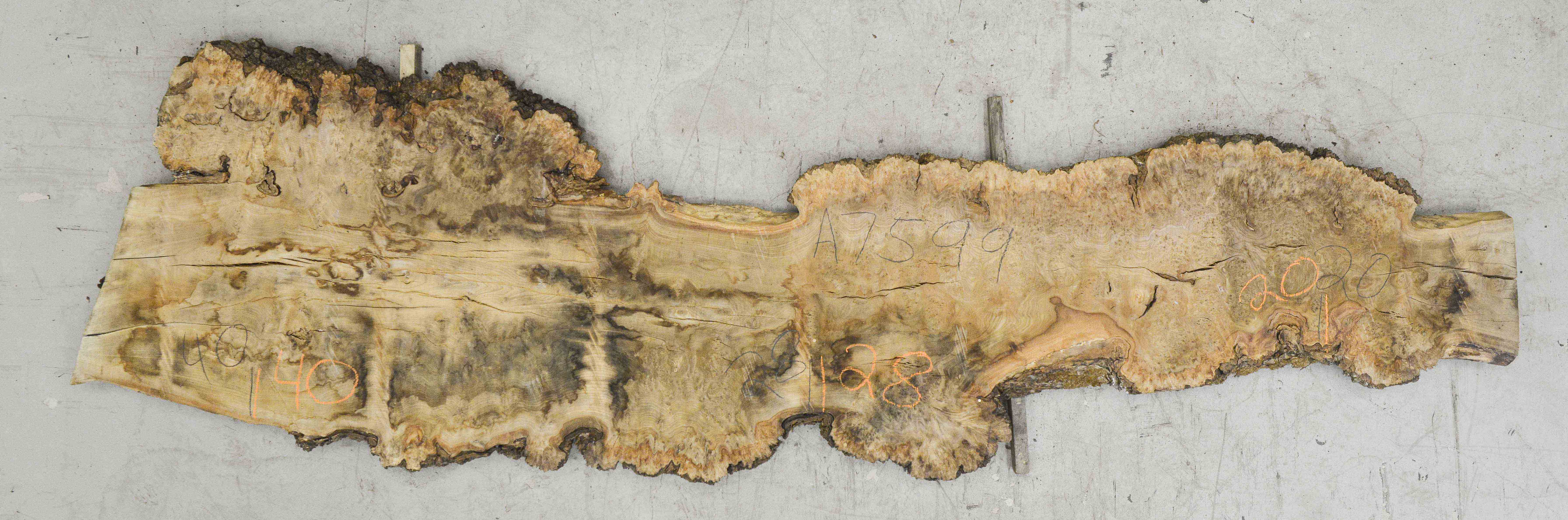 Elm (English Wych) Board BA7599