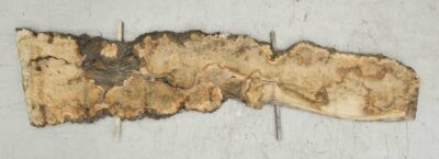 Elm (English Wych) Board BA7603