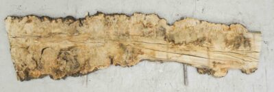 Elm (English Wych) Board BA7605
