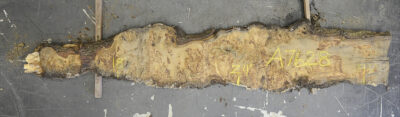 Oak (European) Board BA7628