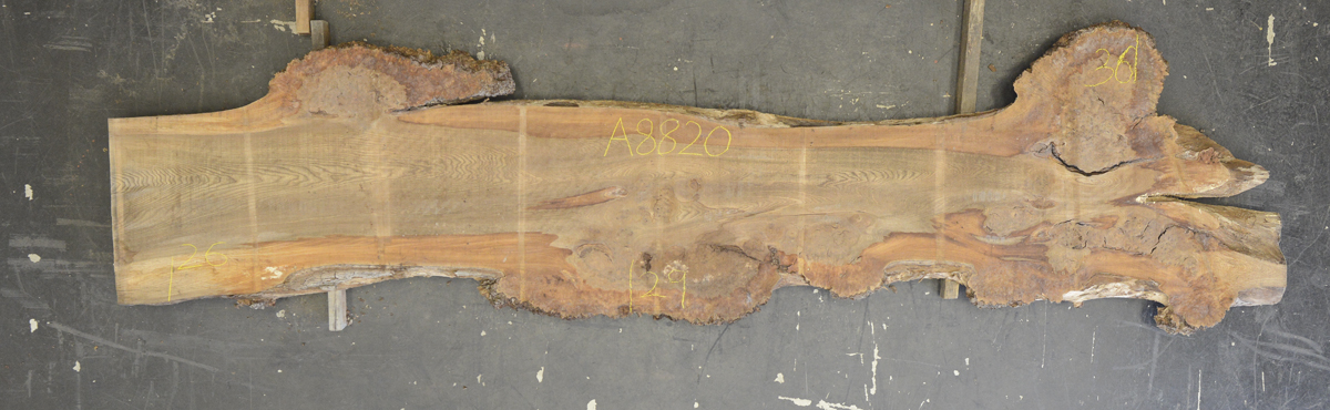 Elm (English Wych) Board BA8820