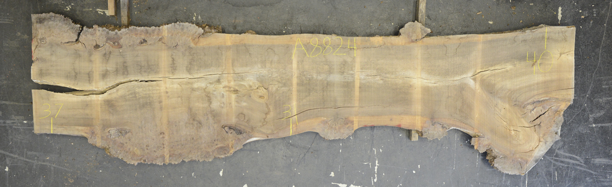 Elm (English Wych) Board BA8824