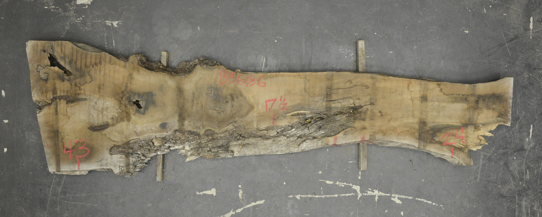 Walnut (European) Board BB3686