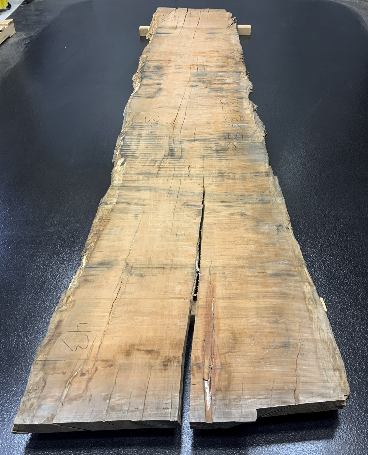 Myrtle (Tasmanian) Board BB3956