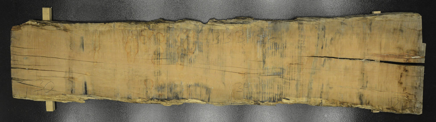 Myrtle (Tasmanian) Board BB3956