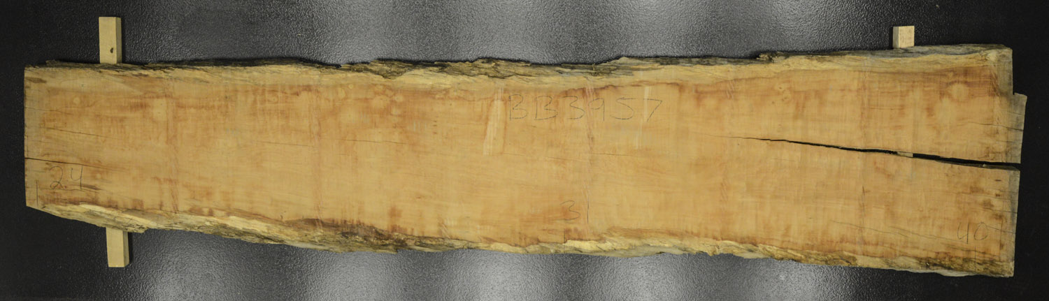 Myrtle (Tasmanian) Board BB3957