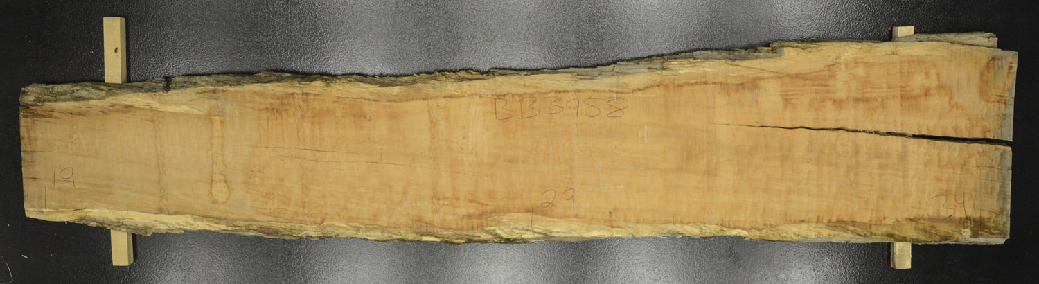 Myrtle (Tasmanian) Board BB3958