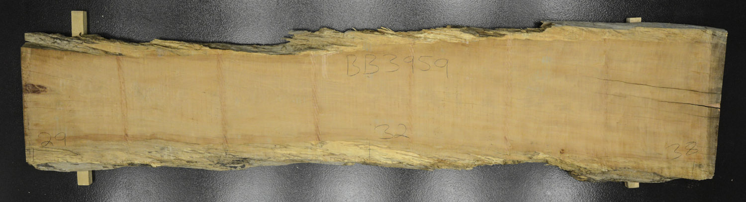 Myrtle (Tasmanian) Board BB3959