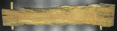 Myrtle (Tasmanian) Board BB3976