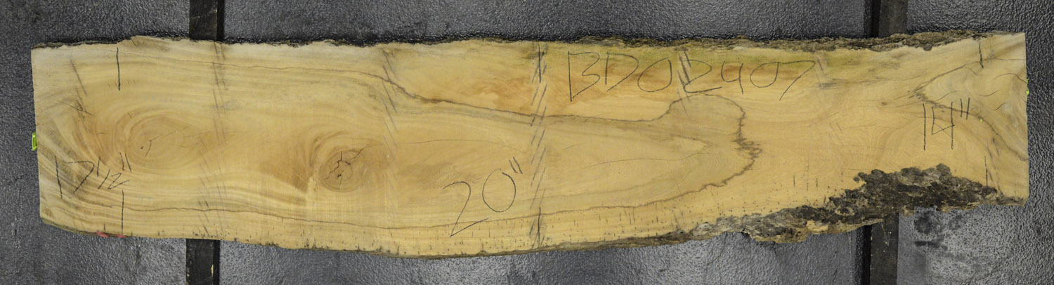 Primavera Board BD02407