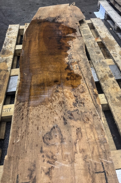 Myrtle (American) Board BD02465