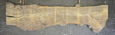 Elm (English Wych) Board BA8824